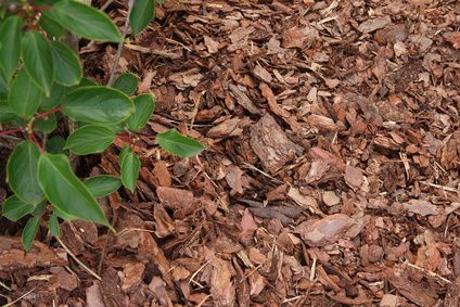 Decorative bark mulch