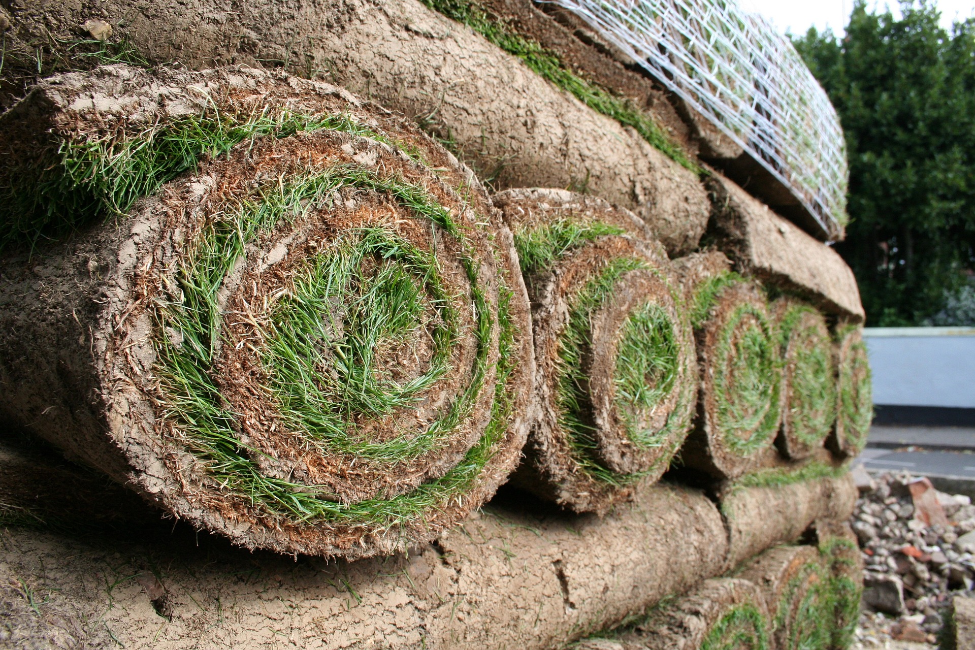 Rolled turf ready to lay